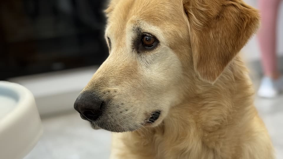 תמונת רפרנס של ג׳נגו